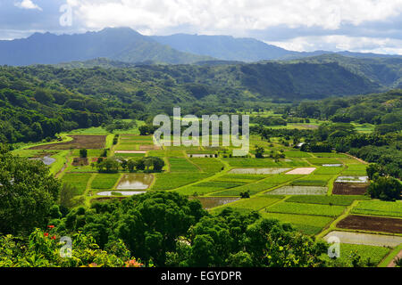 Taro fields of Hanalei River Valley from highway overlook, Kauai, Hawaii, USA Stock Photo