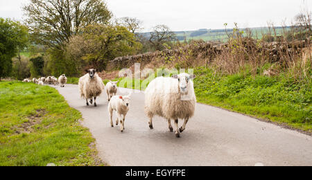 Sheep flock, ewes and lambs, walking up rural road, Haydon Bridge, Northumberland, England, United Kingdom Stock Photo
