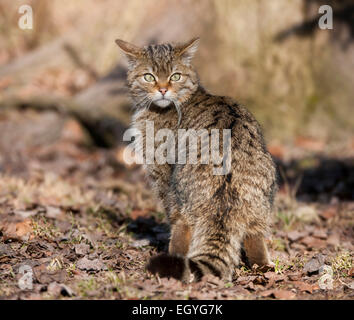 European wildcat (Felis silvestris), captive, Bavaria, Germany Stock Photo