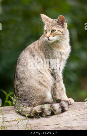 European wildcat (Felis silvestris), sitting on a trunk, captive, Bavaria, Germany Stock Photo