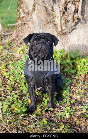 Black pug sitting in front of tree trunk Stock Photo