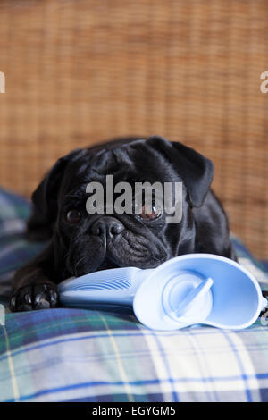 Black pug on hot water bottle in bed Stock Photo