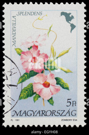 HUNGARY - CIRCA 1991: Stamp printed in Hungary, shows Flower Mandevilla splendens, with the same inscriptions, from the series ' Stock Photo