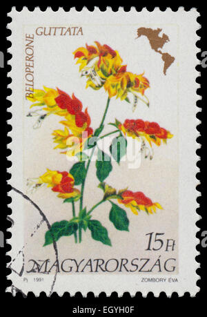 HUNGARY - CIRCA 1991: Stamp printed in Hungary, shows Flower Beloperone guttata, with the same inscriptions, from the series 'Am Stock Photo