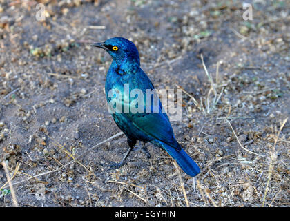 Burchell's Starling or Burchell's Glossy-starling (Lamprotornis australis), Kruger National Park, South Africa Stock Photo