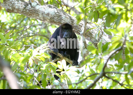 Mexican Black Howler Monkey (Alouatta pigra), in the triangle of the Mexican states of Tabasco, Chiapas and Campeche, Mexico Stock Photo