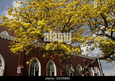 Stunning yellow Cortez tree in full bloom outside the red metal church in Grecia, Costa Rica Stock Photo