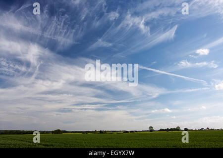 Norfolk wheat field under a big sky with cirrus clouds Stock Photo