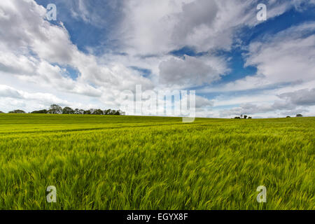 Field of green barley under a big Norfolk sky Stock Photo