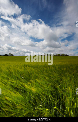 Field of green barley under a big Norfolk sky Stock Photo