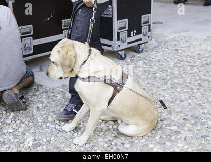 Guide dog for the blind, detail of an animal to help visually impaired Stock Photo