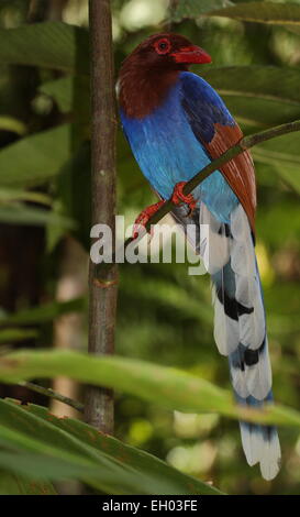 Sri Lanka Blue Magpie - Urocissa ornata Taken in Sinharaja forest reserve, Sri Lanka Stock Photo