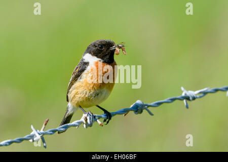 Common Stonechat (Saxicola torquata) standing on barbwire with insect in his beak. Stock Photo