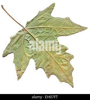 Maple autumn leaf isolated on white background Stock Photo
