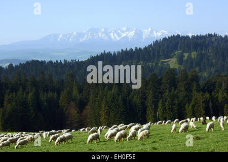 flock of sheep in Pieniny mountains, Poland Stock Photo - Alamy
