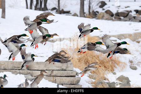 Mallard Ducks in flight at Winter habitat. Anas platyrhynchos Stock Photo