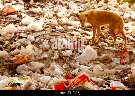 Asia Pollution - A dog foraging on a rubbish heap - example of severe pollution; Mandalay, Myanmar ( Burma ),  Asia