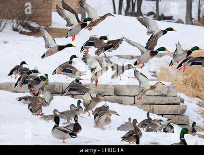 Mallard Ducks in flight at Winter habitat. Anas platyrhynchos Stock Photo