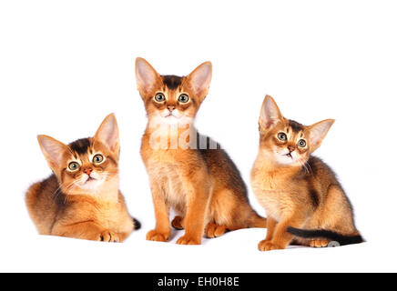 Three abyssinian kittens portrait isolated on white Stock Photo