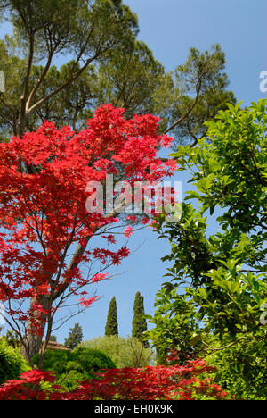 Italian garden with cypress trees and a japanese maple tree with red leafs, Florence, Tuscany, Italy Stock Photo