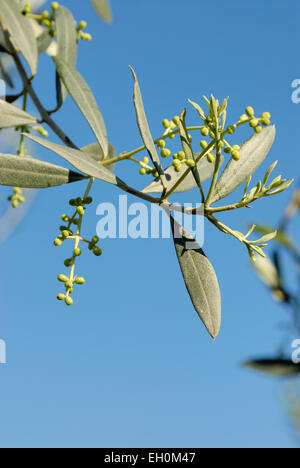Detail of olive buds on a olive tree in early spring, Tuscany, Italy Stock Photo
