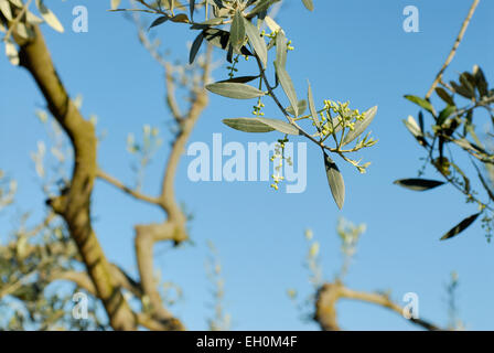 Olive buds on a olive tree in early spring, Tuscany, Italy Stock Photo