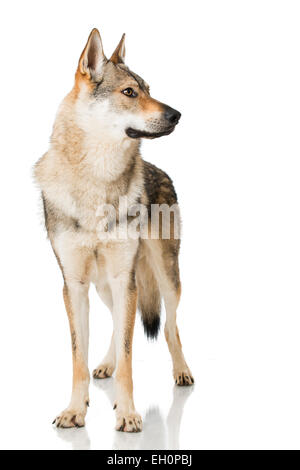 Wolf dog isolated on white Stock Photo