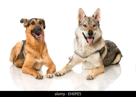 Two dogs isolated on white Stock Photo