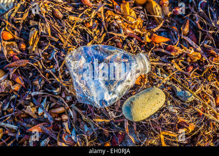 Plastic water bottle left as trash lying atop kelp on a beach. Stock Photo
