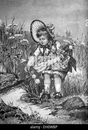 Child picking summer flowers, historical illlustration, about 1886 Stock Photo