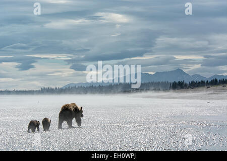 Grizzly Bear Mother leading two Spring Cubs, Ursus arctos, walking across the tidal flats of the Cook Inlet, Alaska, USA Stock Photo