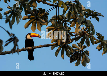 Toco Toucan, Ramphastos toco, perched in a Trumpet tree, Cecropia peltata, also called Snakewood or Pumpwood, Pantanal, Brazil Stock Photo