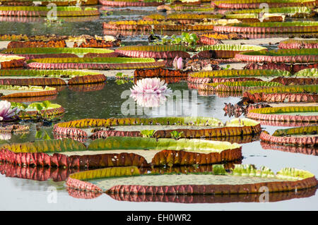 Giant Waterlilies, Victoria Amazonica, formerly called Victoria Regia, Panantal, Mato Grosso, Brazil, South America Stock Photo