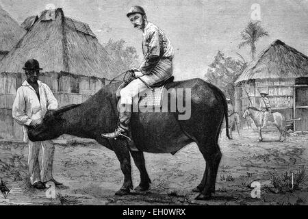 Riding Buffaloes in the Philippines, historical illustration, circa 1886 Stock Photo