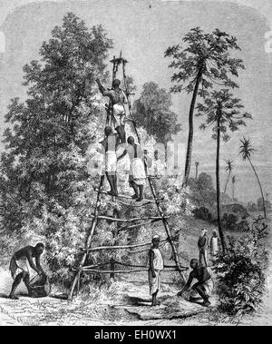 Life in the 1880s, harvesting cloves in Zanzibar, historical illustration, circa 1886 Stock Photo