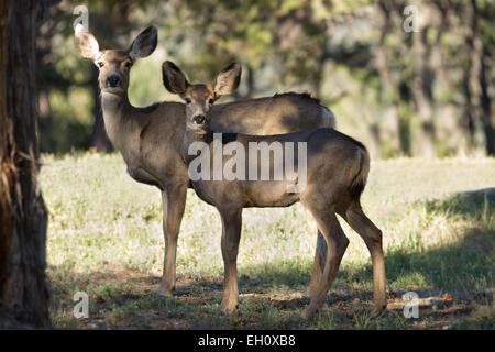 USA, Colorado, Woodland Park. Mule deer doe in fresh snow Stock Photo ...