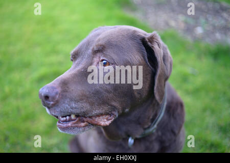 Chocolate Labrador Retriever. Picture: Scott Bairstow/Ģ����ý Stock Photo