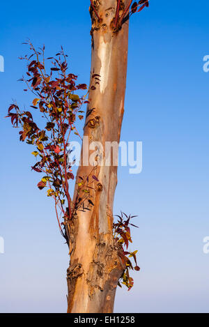 Red leaves and branches on dry tree without bark against clear blue sky. Stock Photo