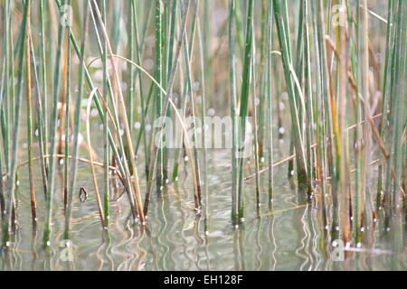 Water grass seeds or known as Scirpus cyperinus Stock Photo