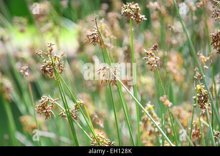 Water grass seeds or known as Scirpus cyperinus Stock Photo
