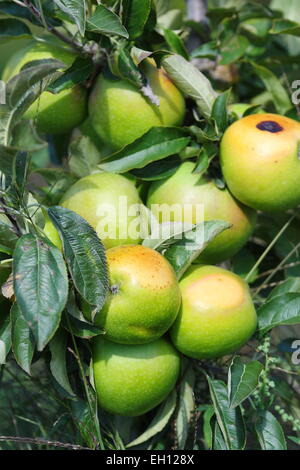 Rotten green apples on tree Stock Photo