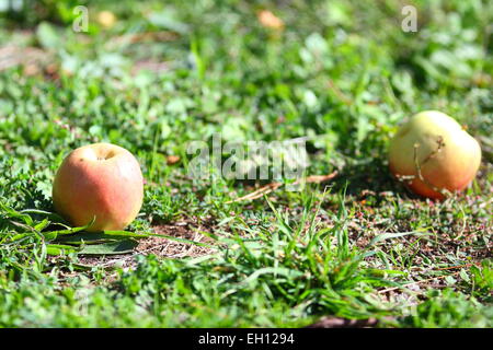 Fallen apples on the ground Stock Photo