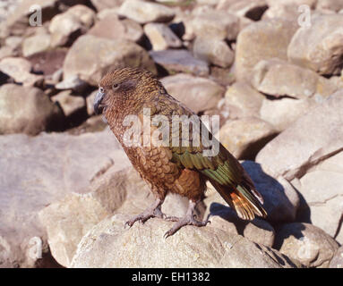 Alpine Kea Parrot, Arthur's Pass National Park, Canterbury Region, South Island, New Zealand Stock Photo