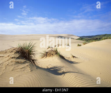 Giant Te Paki Sand Dunes, Te Paki, Cape Reinga, Northland Region, North Island, New Zealand Stock Photo