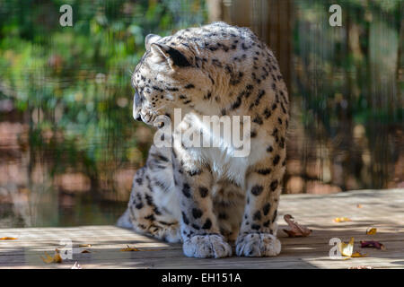 Adult Snow Leopard Sitting on the rock looking away Stock Photo