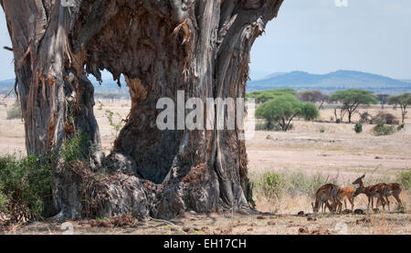 Close up of old Baobab tree trunk with impala nearby Stock Photo