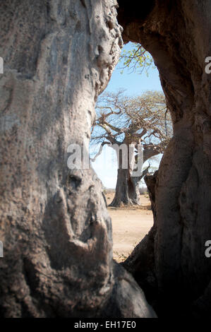 Scenic of Baobab tree, looking through another one Stock Photo