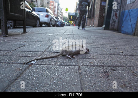 A dead rat lying on the sidewalk of Stanton Street on the Lower East Side of New York City. Stock Photo