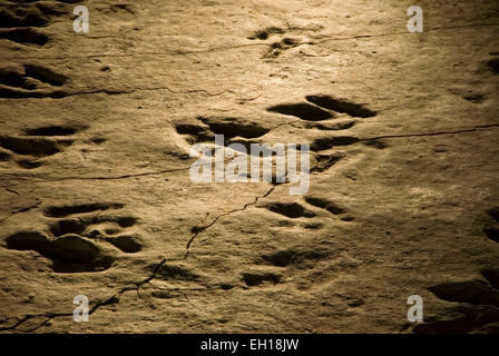 Dinosaur tracks, Dinosaur State Park, Connecticut Stock Photo