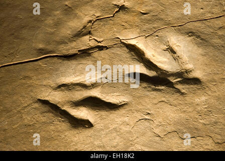 Dinosaur tracks, Dinosaur State Park, Connecticut Stock Photo